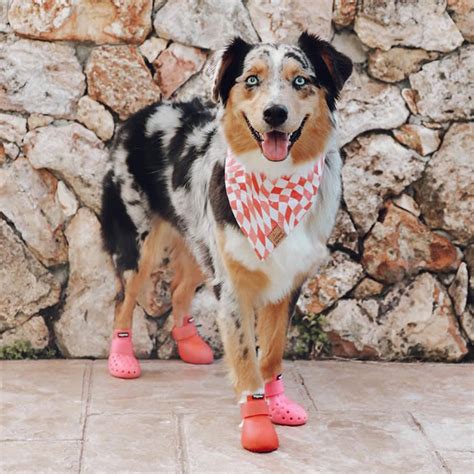 wag wear crocs for dogs